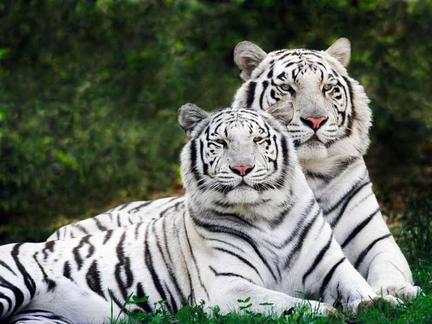 http://imageban.ru/out/2009/10/01/9830d880fa047cf9300e07949d6d4e3a.jpg