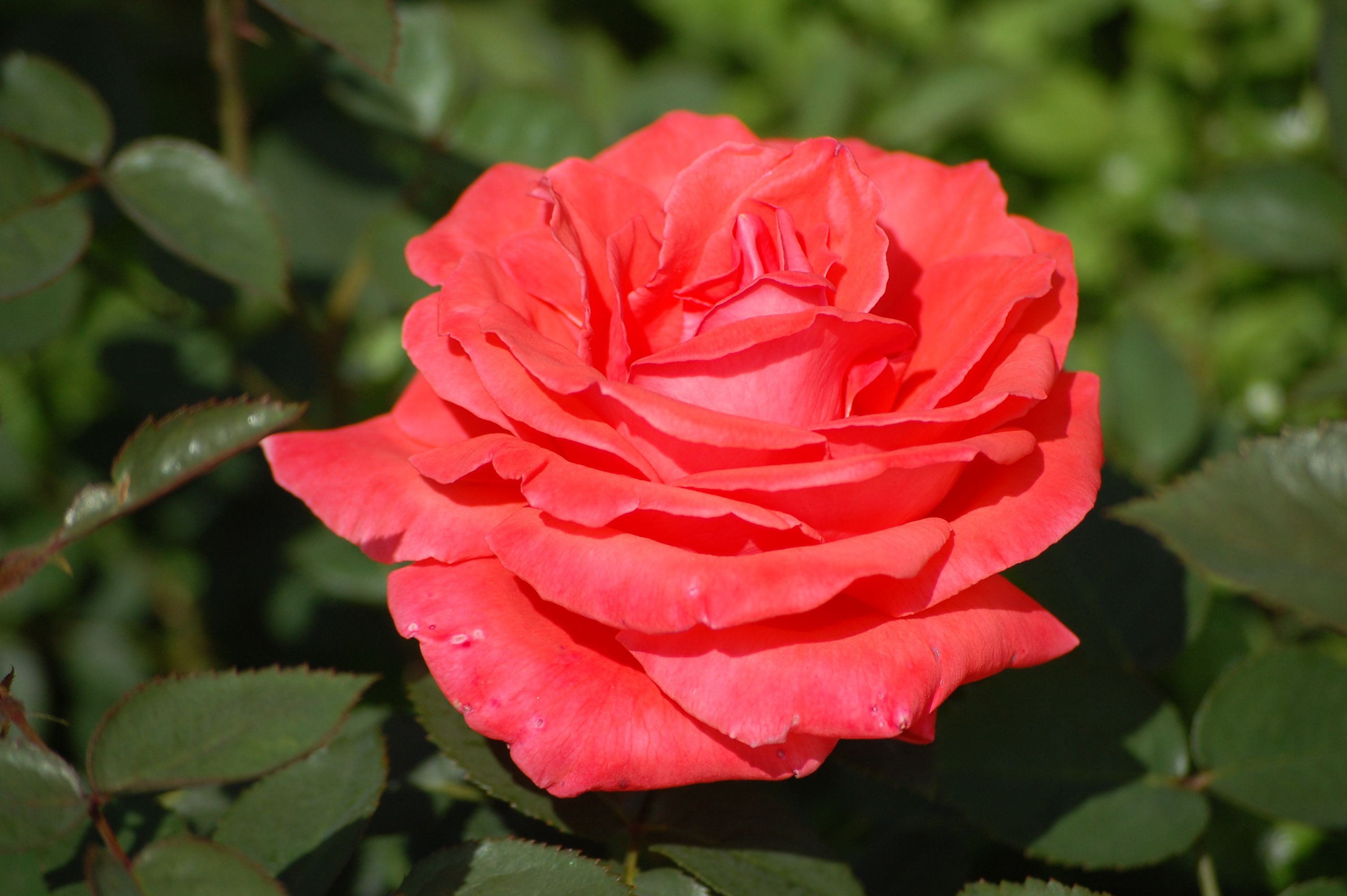 Роза чайно-гибридная Лидка