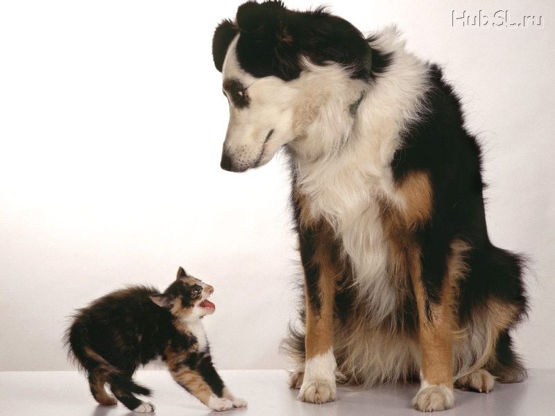Кошка